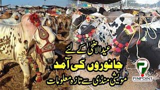 Peshawar Partb2 See the latest update Price's of bull between inring road mandi  SundayJunepinpoint