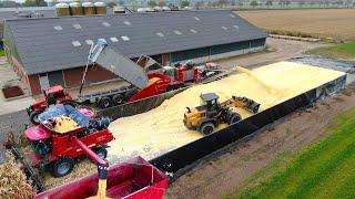 Combining Corn and making of Corn Cob Mix (CCM) | CASE IH 8250 | 650hp Stade grinding mill | Rovers