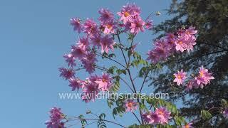 Dahlia imperialis at wildfilmsindia : Giant 20 foot tall Dahlias from Mexico grow in our gardens