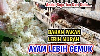 MURAH BERGIZI! Racikan Pakan Ayam Kampung ini Jauh Lebih Bagus