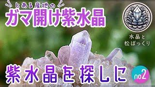 【鉱物採集】紫水晶を探しに2 ガマ開け紫水晶【石拾い】 #紫水晶