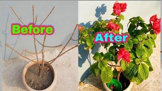 मुसंडा से ज्यादा फूल कैसे पाएं ||Mussaenda Care For More Bloom || How toGrow and Care MussaendaPlant