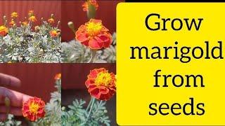 How to grow marigolds from flower #marigold #youtubevideo #gardening