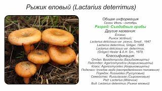 Рыжик еловый (Lactarius deterrimus)