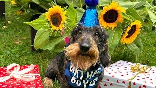 Dachshund Teddy‘s birthday party  #TeddyTheDachshund