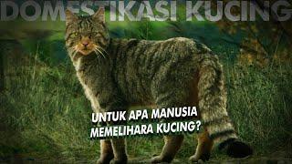 Bagaimana Manusia Menciptakan Kucing Domestik? | Domestikasi Kucing