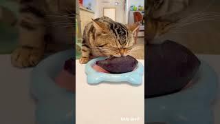 Cat Food Tik tok video #shorts