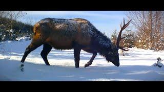 Roosevelt Elk and Blacktail Deer winter video compilation