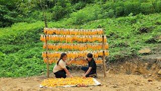 How to harvest and preserve corn in rural areas |Chúc Thị Xuân