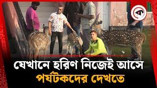 যেখানে হরিণ নিজেই আসে পর্যটকদের দেখতে | Deer | Nijhum Dwip Tour | Hatia | Noakhali | Kalbela