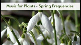 Music for Plants; Stimulate Plant Growth with Spring Frequencies; Plant Healing Music