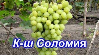 Кишмиш Соломия 03.08.2019