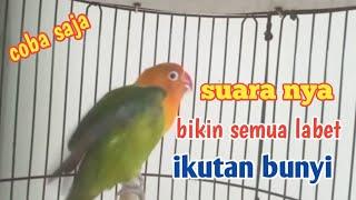 suara burung lovebird ngekek panjang suara nya bikin labet lain cepat bunyi bersahutan coba saja