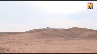 Camel walks over 100 km alone in Gobi desert to reunite with former keeper