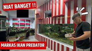 DAILY ROUTINE AT JAMM'S NEW HEADQUARTERS VLOG IN MAINTENANCE OF MONSTER AND UNIQUE PREDATOR FISH