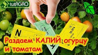 ГДЕ ВЗЯТЬ КАЛИЙ ДЛЯ ПОДКОРМОК? 5 видов калия для растений: какой огурцу, а какой томату.