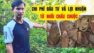 Chi Phí Đầu Tư Và Lợi Nhuận Từ Mô Hình Nuôi Chẩu Chuộc Thương Phẩm - Trại Giống Đông Sơn