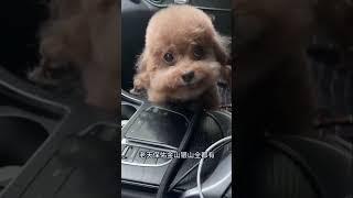 Dog rap Chinese song #memes #meme #dog #dograp #dogs #shorts