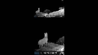 "Camera trapping (Holy Week and Cabra Montes)", video from Faunandaluza Sánchez #gardepro #trailcam