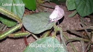 kupu-kupu kaper berbahaya buat burung pemakan serangga