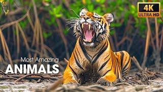 THE MOST AMAZING ANIMALS 4K ULTRA HD VIDEO