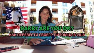 Как мы перевезли собаку в США? 