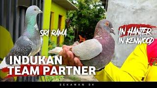 DOMINAN TRAH HALILINTAR, Ternakan Team Partner part 2