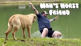 Funny Dog Fails | Golden Retrievers, Pitbulls, and German Shepherds