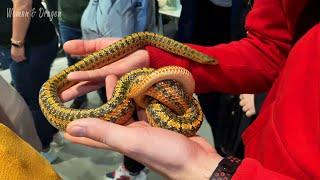 2 ЧАСТЬ |  Выставка ТерраМания осень 2021. Перья, ящерицы, змеи и рогатые лягушки
