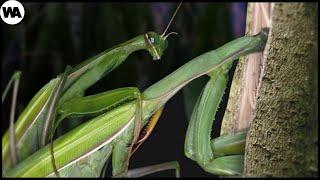 A Male Mantis Didn't Want to Die After Mating and That's What He Did