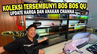 ADA CHANNA TERSEMBUYI?? UPDATE HARGA CHANNA DAN BABY CHANNA BOS BOS QU