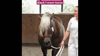 Rare German Black Forest Horses #youtubeshorts #youtube #ytshorts