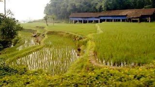 Fields of Rice - An Indonesian Dream Land