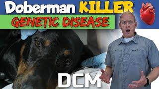 Doberman Health Problem: Dilated Cardiomyopathy DCM