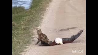 Eagle vs Cat  fight.