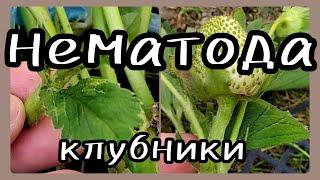 НЕМАТОДА на клубнике Методы борьбы и профилактики.