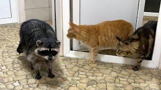 RACCOON MEETS CATS