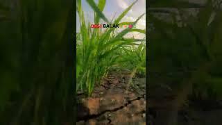 #khet me khad#️️short video