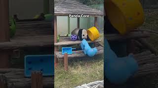 panda core #panda #funny #pets #cute #fyp #pandas