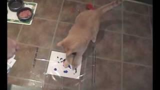 Cats Painting Artwork with Kitty Casso Paint Kit