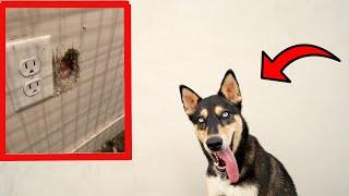 TOP REASON NOT TO OWN A GERMAN SHEPHERD HUSKY(SHEPSKY)