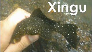 Collecting plecos in the Xingu River