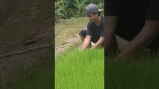 MUSIM TANDUR BEGAWE LAH #shorts #lembursunda #viral #videoshort