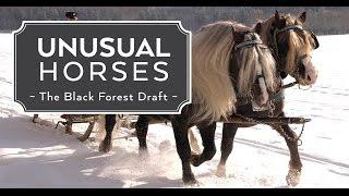 Unusual Horses: Black Forest Draft