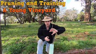 Pruning a Young Vineyard in the First Year and Running Foliage Wires