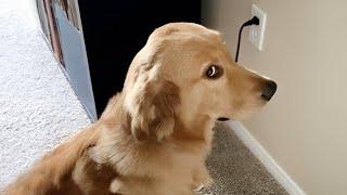 New Funny Animals  Best Funny Dogs and Cats Videos Of The Week
