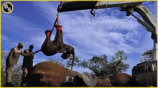 Mission Impossible: Relocation of 54 ELEPHANTS by Kenya Wildlife !! [CC On]