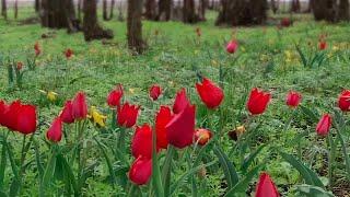 Blooming tulips in 4k 60fps. Steppe wild tulips of Kalmykia. Spring primroses. Footage of flowers.