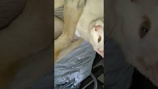 Cat blows Dog