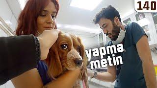 King Charles Yavrusu  Sevgi Delisi ve Örme Tokası Var  DAISY: YAPMA METİN! - #DoBiDa 140